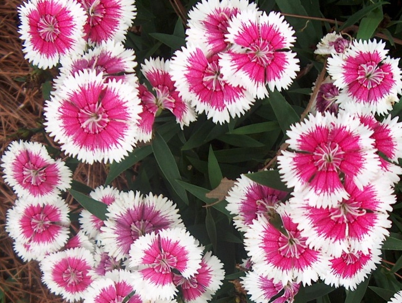 Online Plant Guide Dianthus chinensis / Dianthus